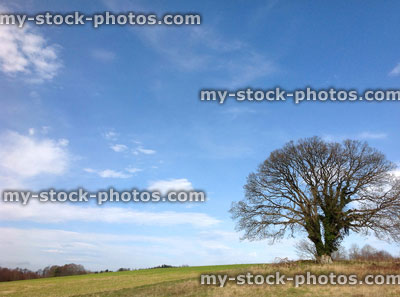 Stock image of rural landscape, deciduous winter sycamore tree, no leaves