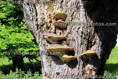 Stock image of bracket fungus growing on trunk, horse chestnut tree