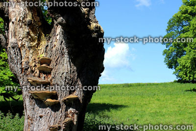 Stock image of bracket fungus growing on trunk, horse chestnut tree