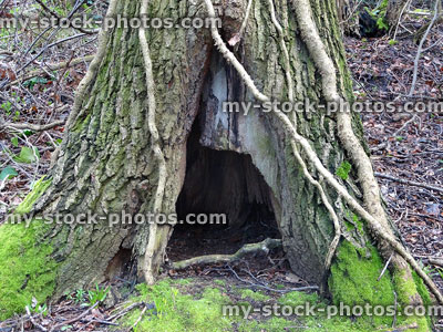 Stock image of rotting tree trunk hole / archway, woodland Hobbit house