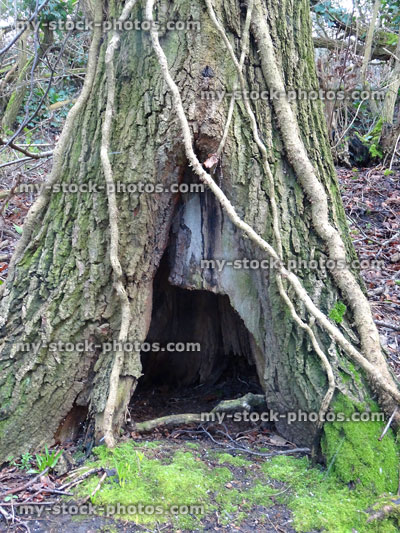 Stock image of rotting tree trunk buttress with front door entrance
