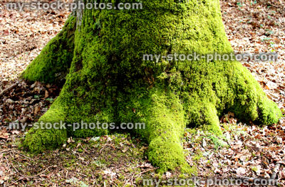 Stock image of beech tree trunk roots covered in green moss