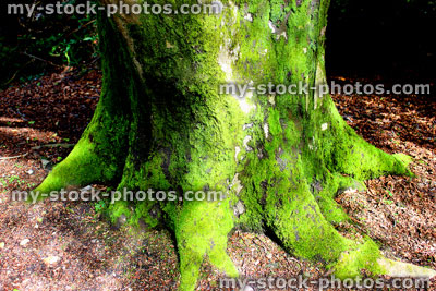 Stock image of beech tree trunk roots covered in green moss