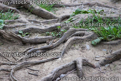 Stock image of hawthorn tree roots, growing over pathway, causing trip hazard