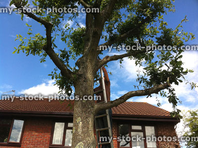 Stock image of tree surgeon pruning oak in the summer
