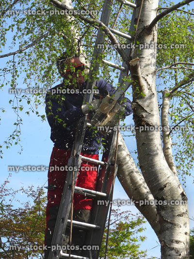 Stock image of tree surgeon pruning silver birch branches with chainsaw