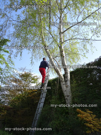Stock image of tree surgeon up tall ladder, pruning silver birch