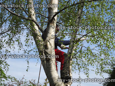 Stock image of tree surgeon climbing up silver birch, sawing branches