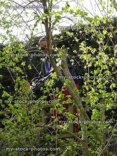 Stock image of tree surgeon pruning branches with extending long handled chainsaw