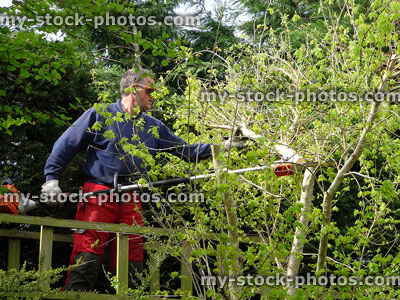 Stock image of tree surgeon on treetop walkway, pruning trunk with chainsaw