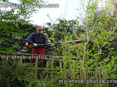 Stock image of tree surgeon using long handled chainsaw to prune branches