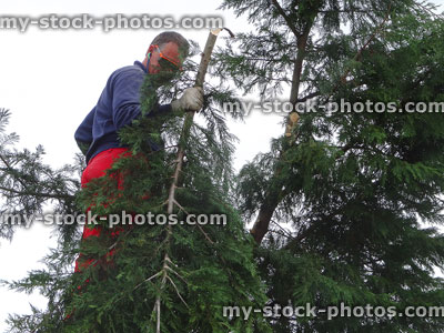 Stock image of tree surgeon pruning overgrown Leylandii hedge (Leyland cypress), reducing height