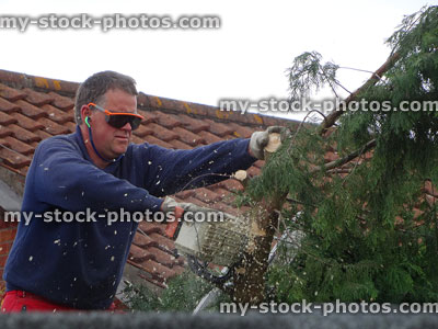 Stock image of tree surgeon pruning tall Leylandii conifer hedge with chainsaw