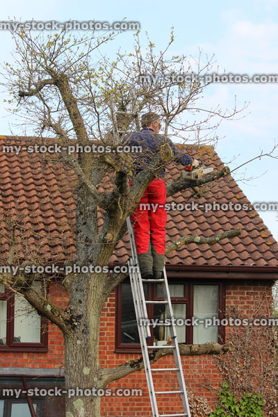 Stock image of oak tree being pruned by tree surgeon, next to house