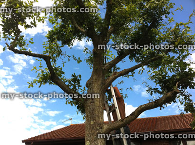 Stock image of tree surgeon pruning oak in the summer 