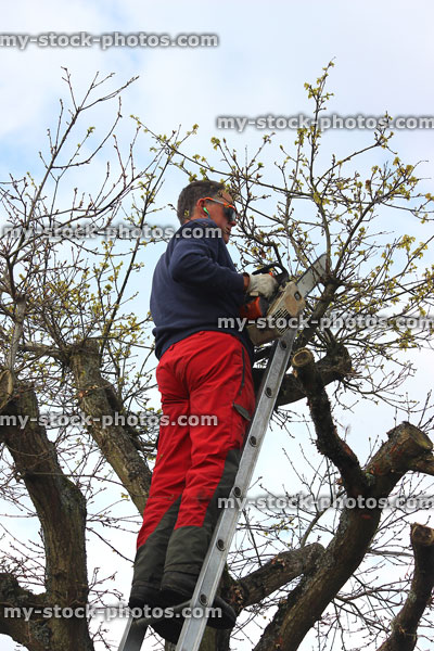 Stock image of tree surgeon pruning oak from ladder, one handed chainsaw