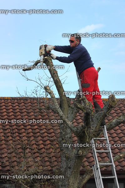 Stock image of tree surgeon pruning English oak branches with small chainsaw