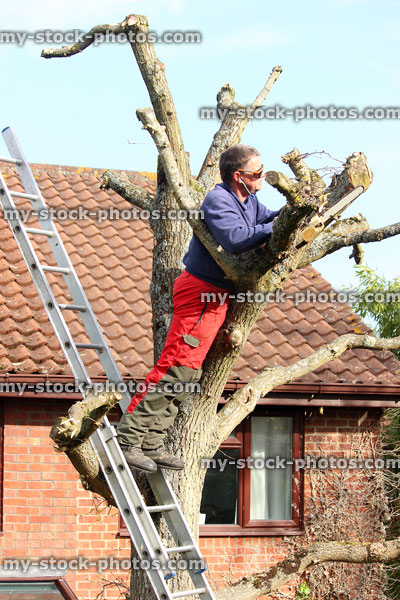 Stock image of tree surgeon leaning on ladder against oak, pruning branches