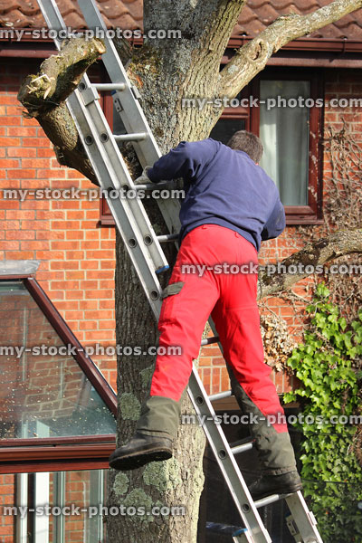 Stock image of man balancing on unsteady ladder against tree, looking unsafe
