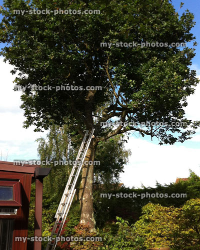 Stock image of overgrown oak in need of a tree surgeon 