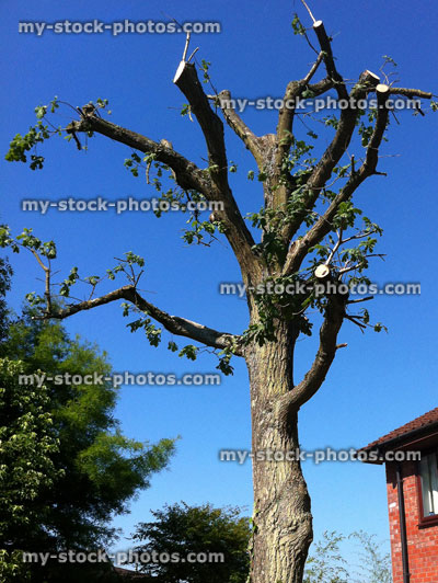 Stock image of an Oak heavily pruned by tree surgeon