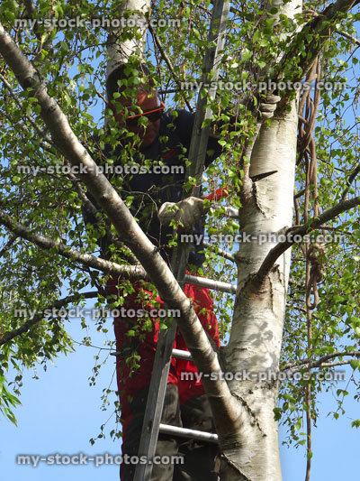 Stock image of tree surgeon pruning branch with handsaw, silver birch (betula pendula)