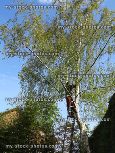 Stock image of tree surgeon up ladder, pruning silver birch tree branches