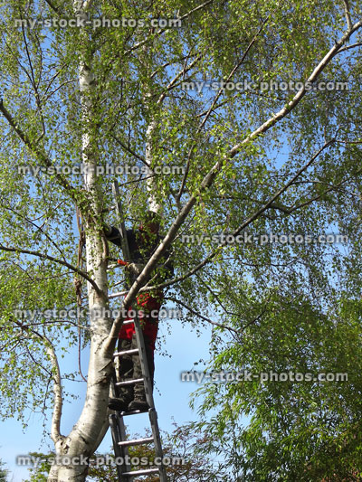Stock image of tree surgeon on ladder, pruning silver birch branches