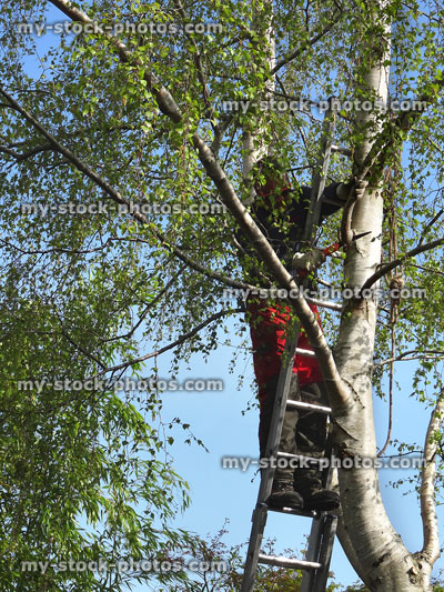 Stock image of tree surgeon on ladder, pruning branches with saw
