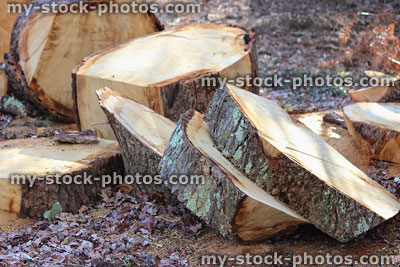 Stock image of tree trunk rings, showing the age / years old