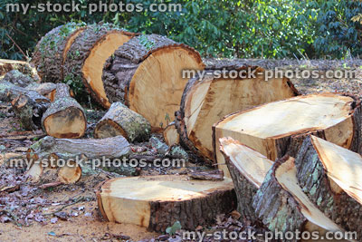 Stock image of slices of oak tree trunk, counting rings for age