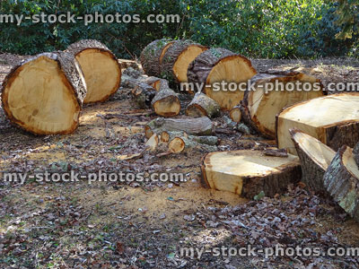 Stock image of felled tree trunk, oak cut into slices showing tree rings
