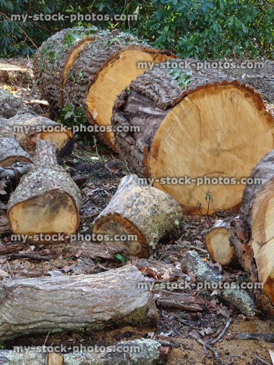 Stock image of oak tree rings, trunk sawn into lengths with chain saw