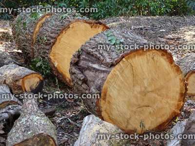 Stock image of English oak tree trunk, felled / sawn into rings