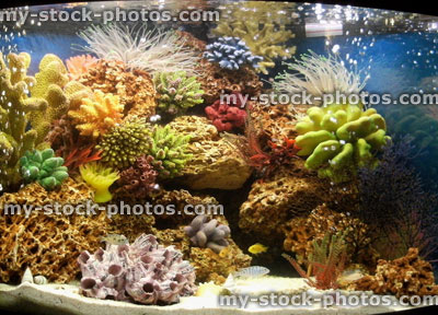 Stock image of marine effect tropical aquarium with Malawi cichlid fish