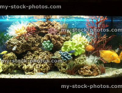 Stock image of marine effect tropical aquarium with parrot cichlid fish