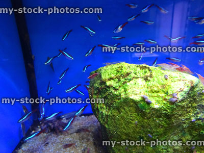 Stock image of tropical fish tank aquarium, Cardinal tetra / Paracheirodon axelrodi