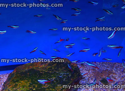 Stock image of tropical fish tank aquarium, Cardinal tetra / Paracheirodon axelrodi