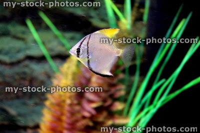 Stock image of picture of Mono Fish / Fingerfish in tropical fish tank / aquarium