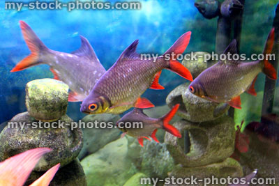 Stock image of large tinfoil barbs in tropical fish tank / aquarium
