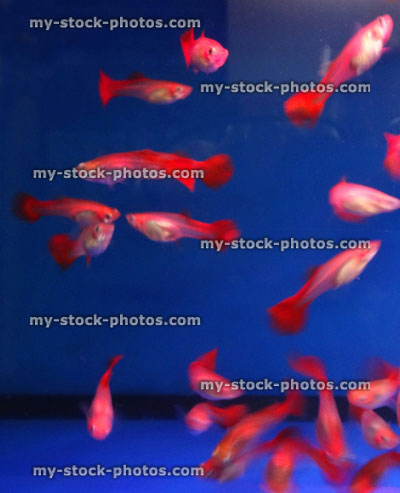 Stock image of freshwater tropical aquarium fish tank with red tail guppies