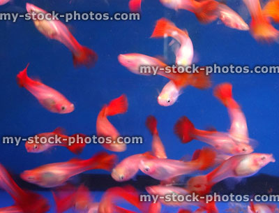 Stock image of freshwater tropical aquarium fish tank with red tail guppies