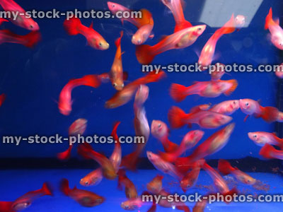 Stock image of freshwater tropical aquarium fish tank with red tail guppies