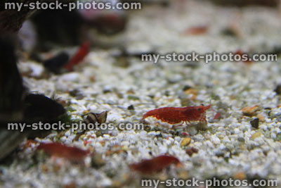 Stock image of freshwater tropical aquarium fish tank, red cherry shrimp