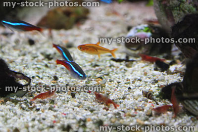 Stock image of freshwater tropical aquarium fish tank, red cherry shrimp, Neon tetra fish, ember tetras