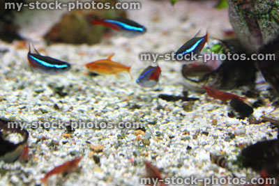 Stock image of freshwater tropical aquarium fish tank, red cherry shrimp, Neon tetra fish, ember tetras