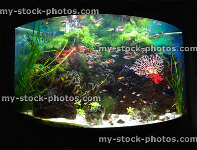 Stock image of bowed / bow fronted tropical aquarium fish tank, Neon tetra fish, guppies, harlequin rasbora, ember tetras
