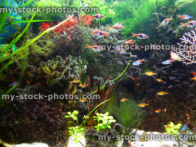 Stock image of landscaped freshwater tropical aquarium fish tank, Neon tetra fish, guppies, harlequin rasbora, ember tetras