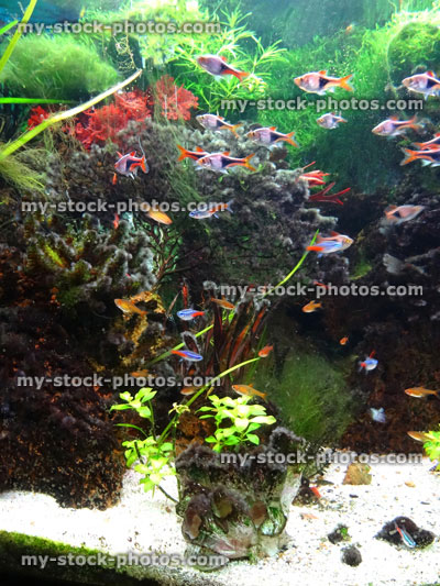 Stock image of landscaped freshwater tropical aquarium fish tank, Neon tetra fish, guppies, harlequin rasbora, ember tetras