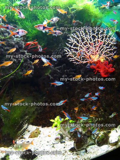 Stock image of landscaped freshwater tropical aquarium fish tank, Neon tetra fish, guppies, harlequin rasbora, ember tetras